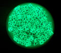 6mm Glow in the Dark Acrylic Cube Letter Beads #290