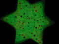7mm Glow in the Dark Heart Acrylic Symbol Beads #501